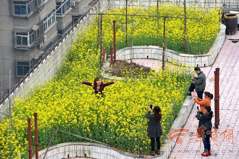 西安免費(fèi)市民看樓頂油菜花